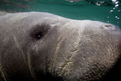 Manatee blowing bubbles.. by Ting Tsui 